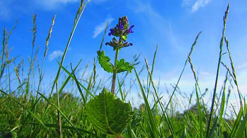 San_Galgano_Wiesensalbei