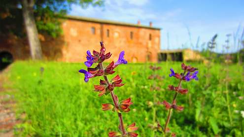 San_Galgano_Wiesensalbei