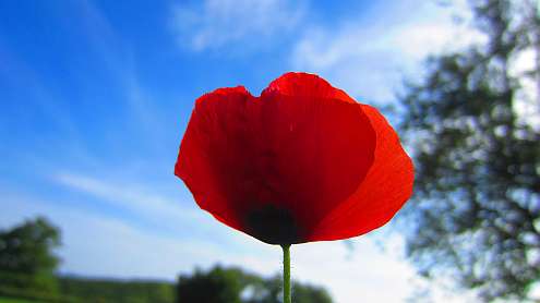 San_Galgano_Mohn