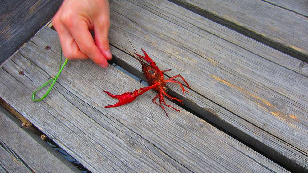 Oasi_Massaciuccoli_Krebs