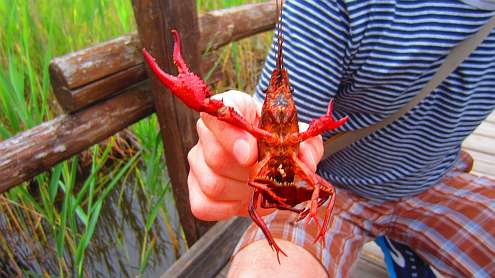 Oasi_Massaciuccoli_Krebs