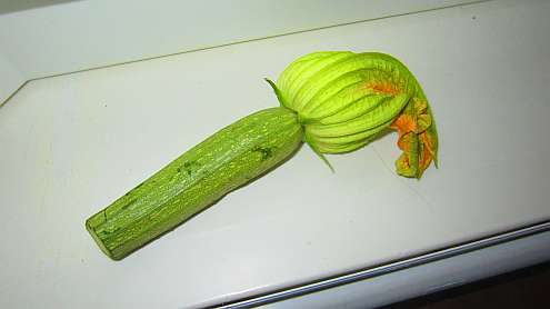Zucchini