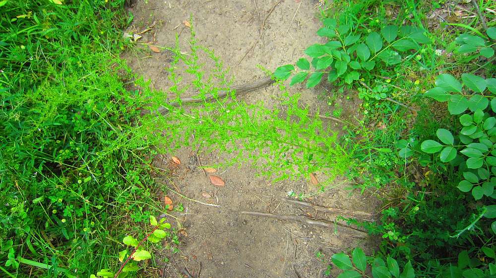 Bomarzo_wilder_Spargel