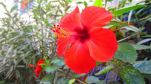 Hibiscus