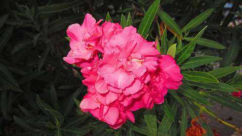 Oleander