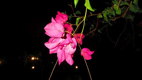 Bougainvilla