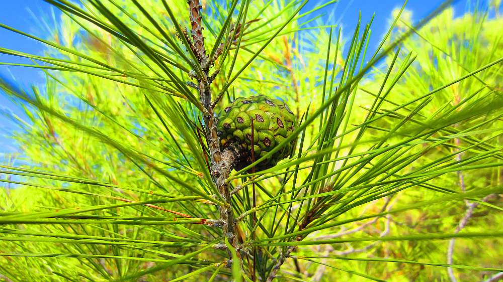 Kieferzapfen