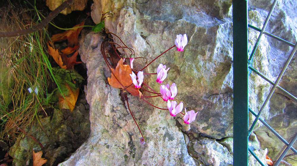 Saklikent_Cyclamen