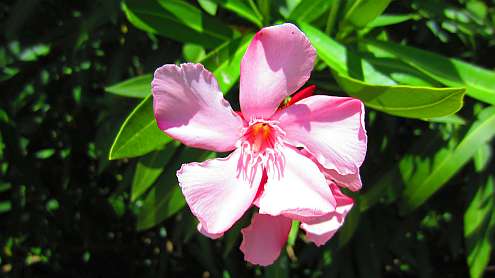 Oleander