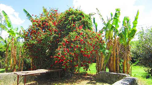 Flaschenputzerstrauch