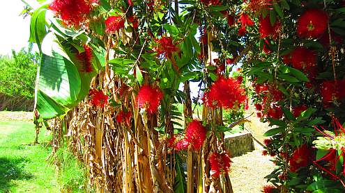 Flaschenputzerstrauch