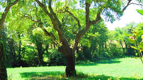 Pascaredda_Korkeichen