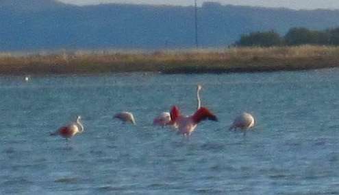 Flamingos