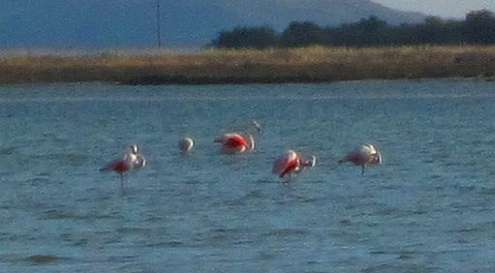 Flamingos