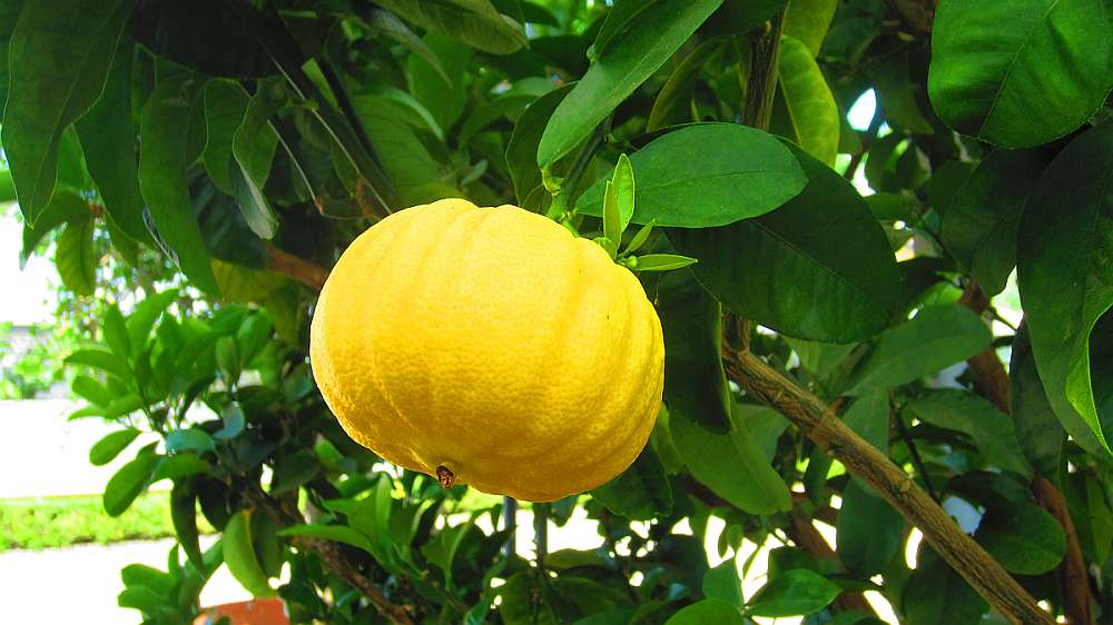 Zitrone_rund
