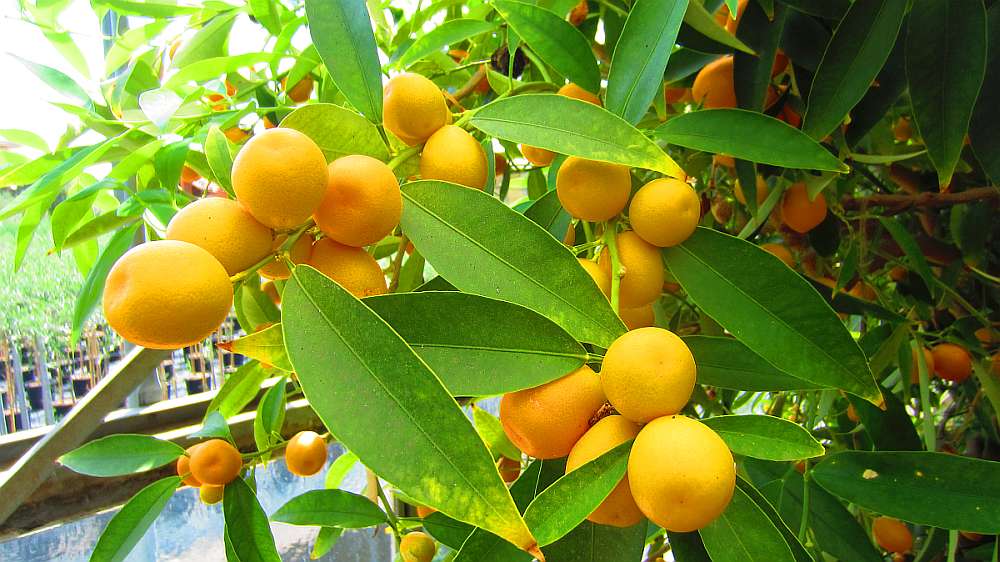 Kumquat
