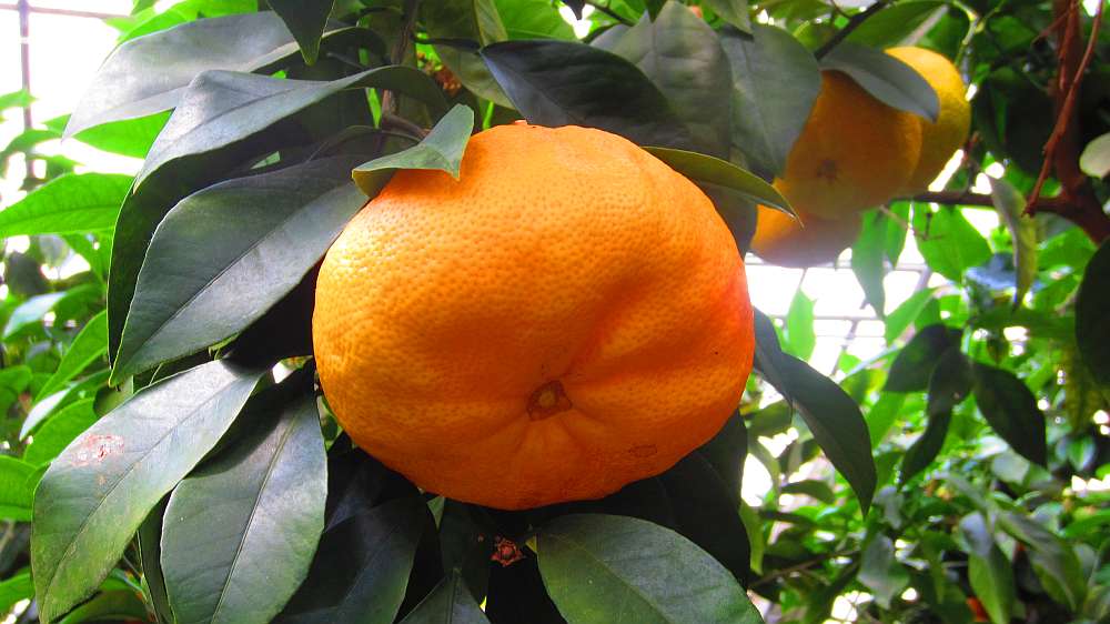 Mandarine