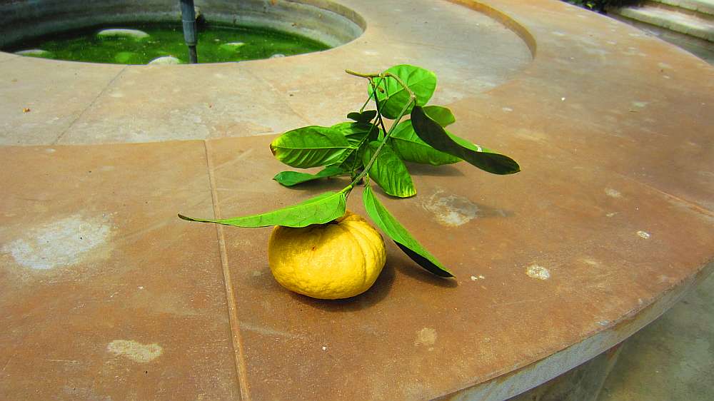 Zitronenzweig