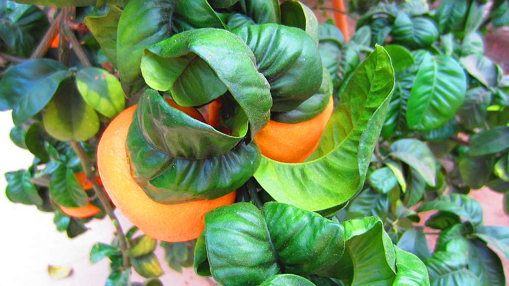 MandarinenbaumBlaetter