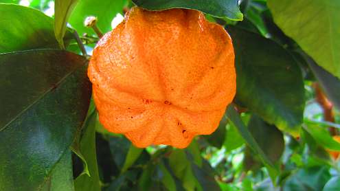 Mandarine