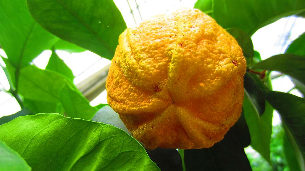 Mandarine