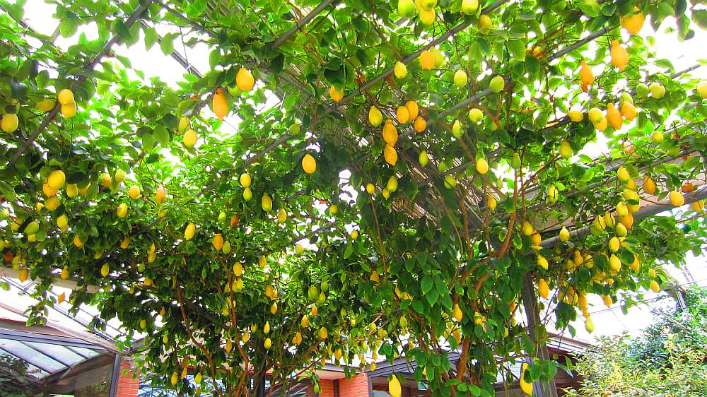 ZitronenPergola