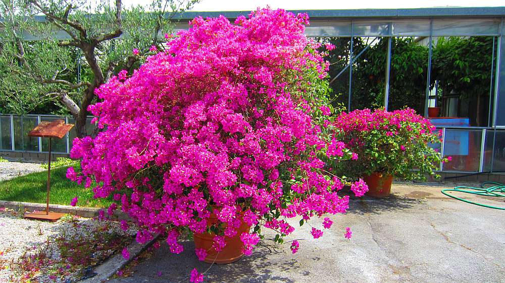 Bougainvilla