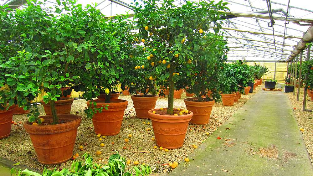 Zitronenbaeume