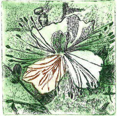 Radierung_2017_Kapernbluete