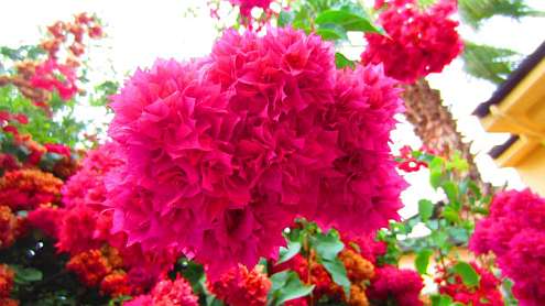 Bougainvilla
