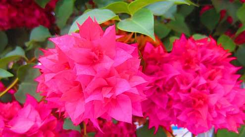 Bougainvilla
