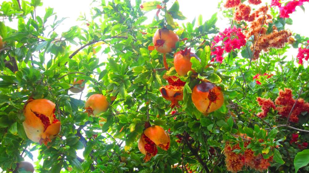 DanLin_Granatapfelbaum