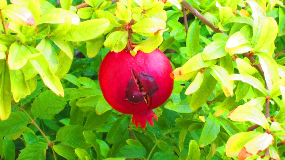 Granatapfel