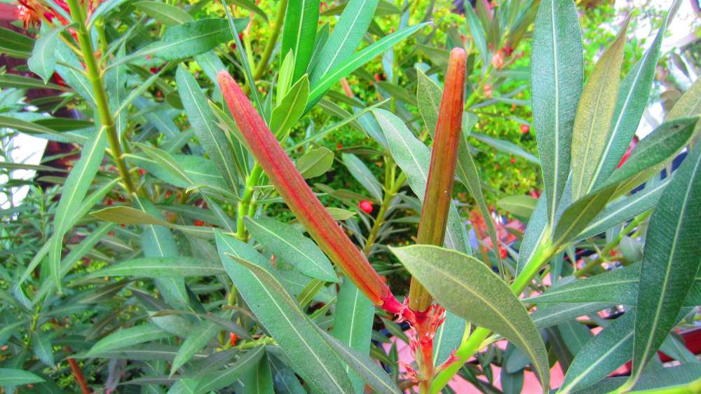 Oleander