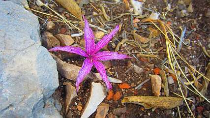 Schachbrett_Herbstzeitlose