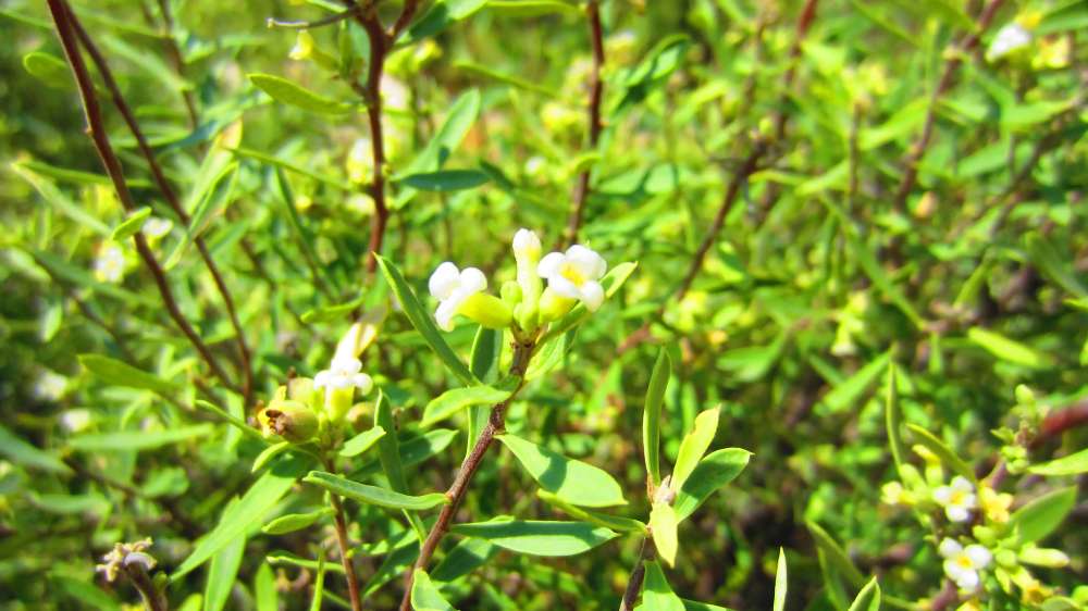 kaukasischer_Seidelbast