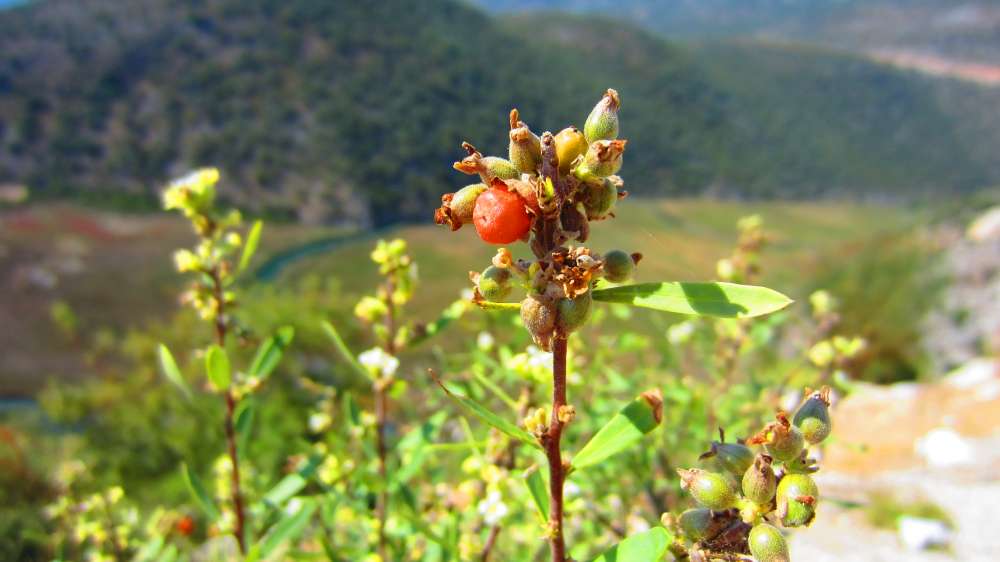 kaukasischer_Seidelbast