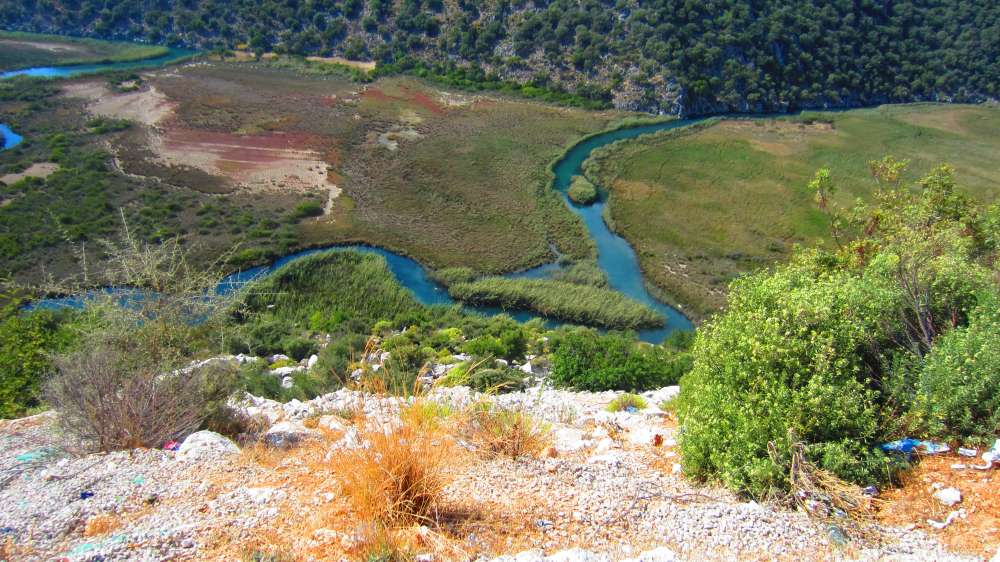 kaukasischer_Seidelbast