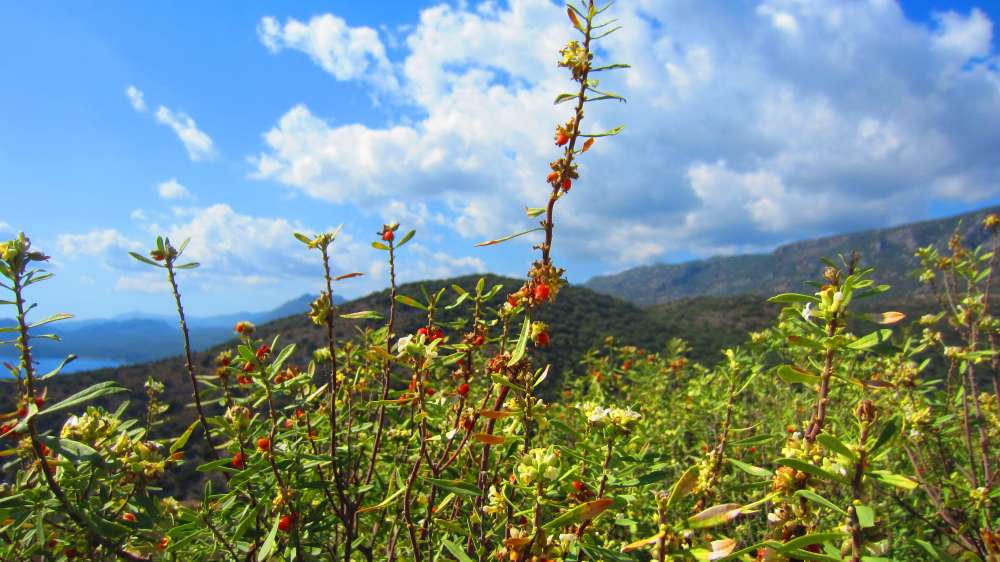 kaukasischer_Seidelbast