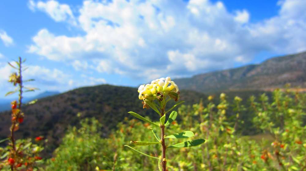 kaukasischer_Seidelbast
