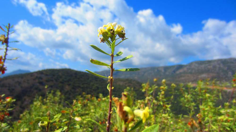 kaukasischer_Seidelbast