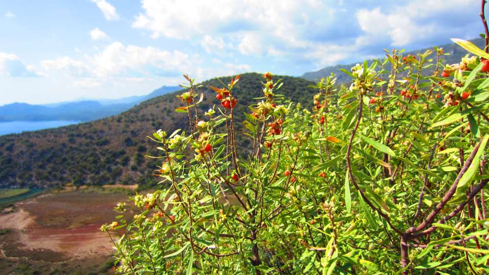 kaukasischer_Seidelbast