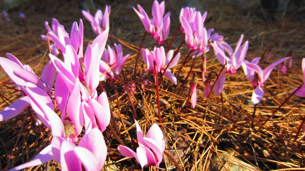 Cyclamen