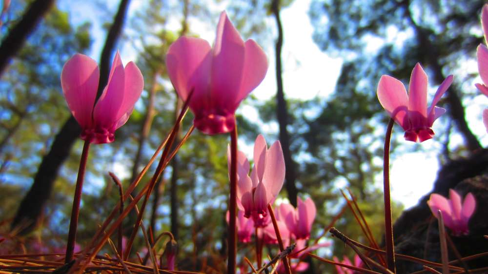 Cyclamen