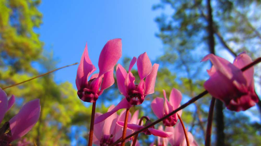 Cyclamen