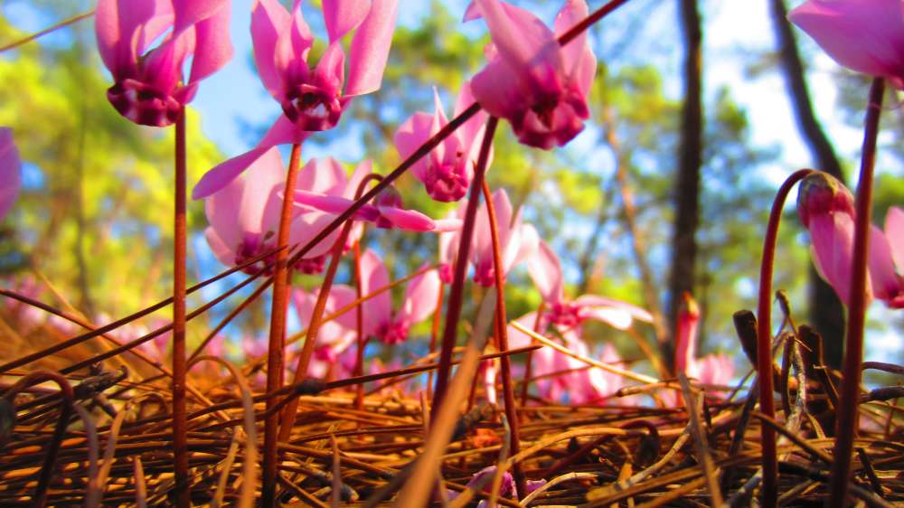 Cyclamen