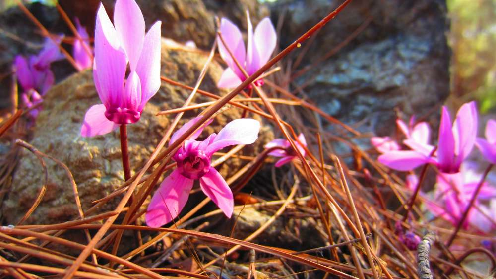 Cyclamen