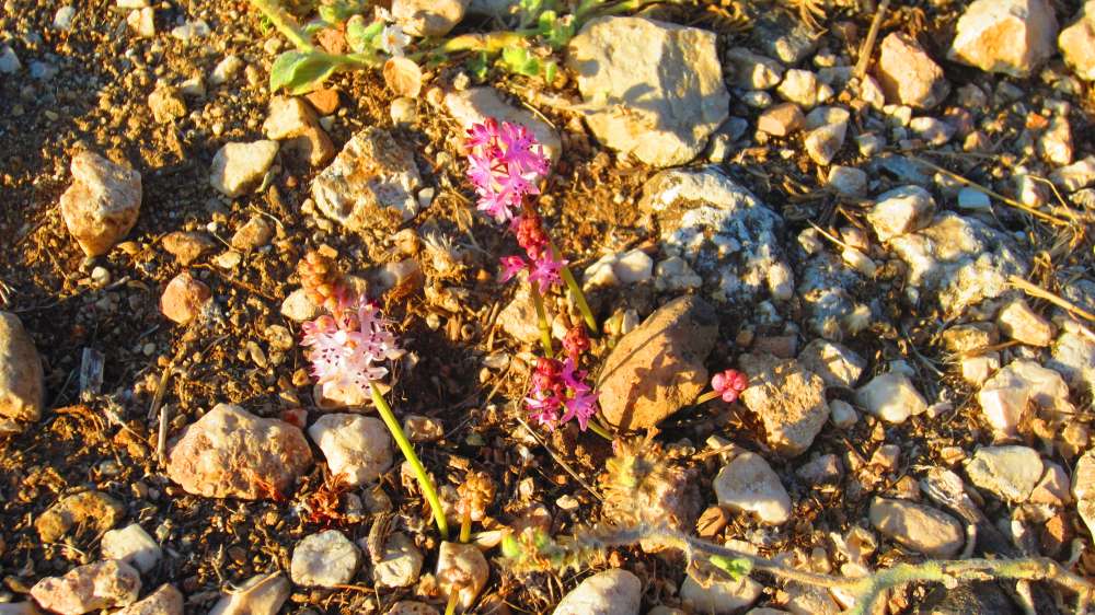 Tlos_Herbst-Blaustern