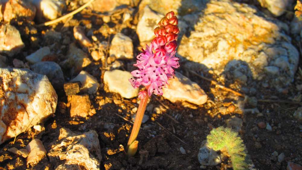 Tlos_Herbst-Blaustern