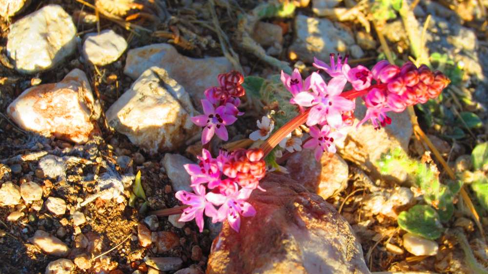 Tlos_Herbst-Blaustern